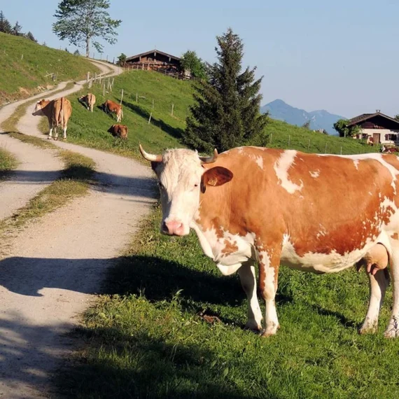 port-img-4 port-img-4